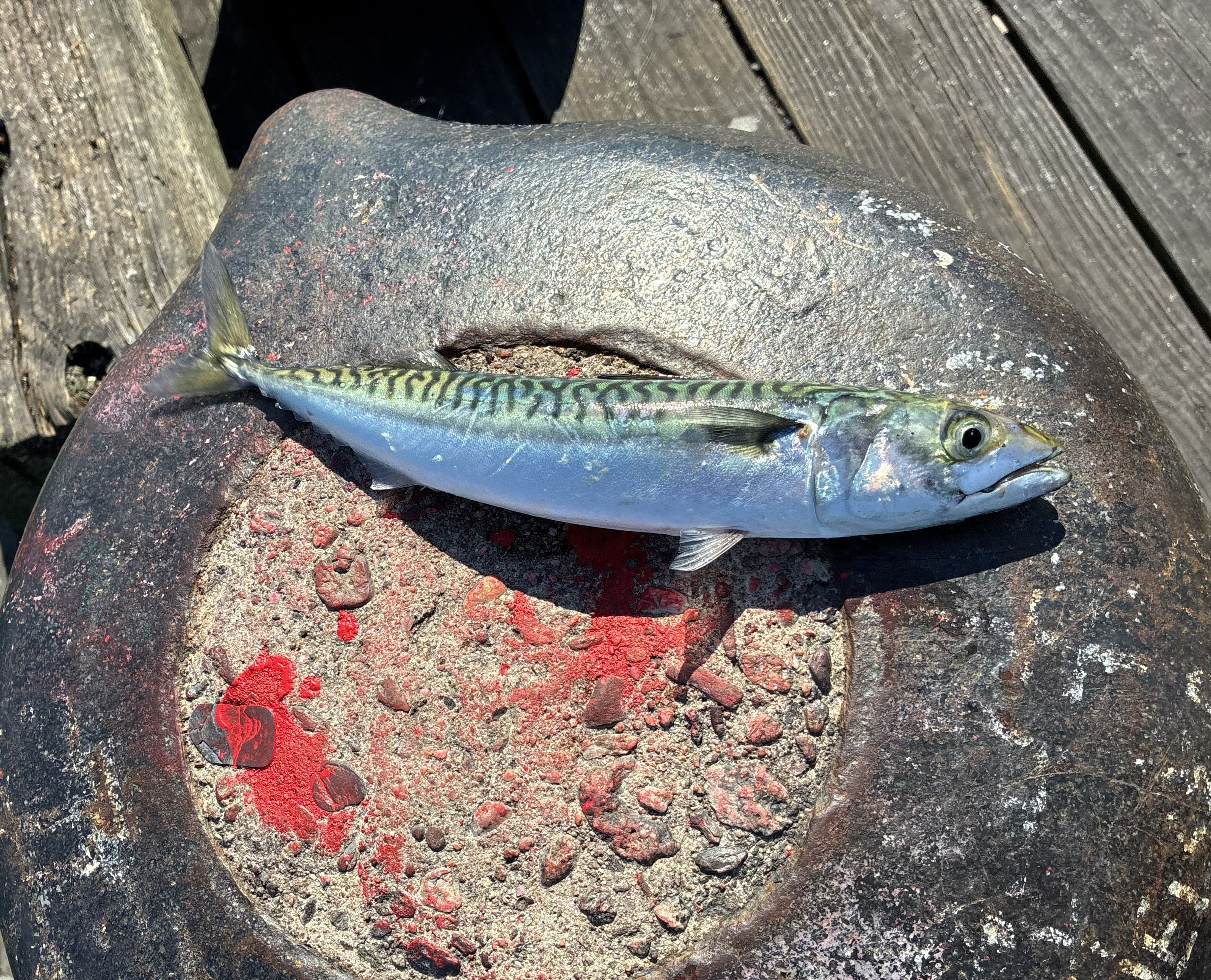 Mackerel on top of dock cleat