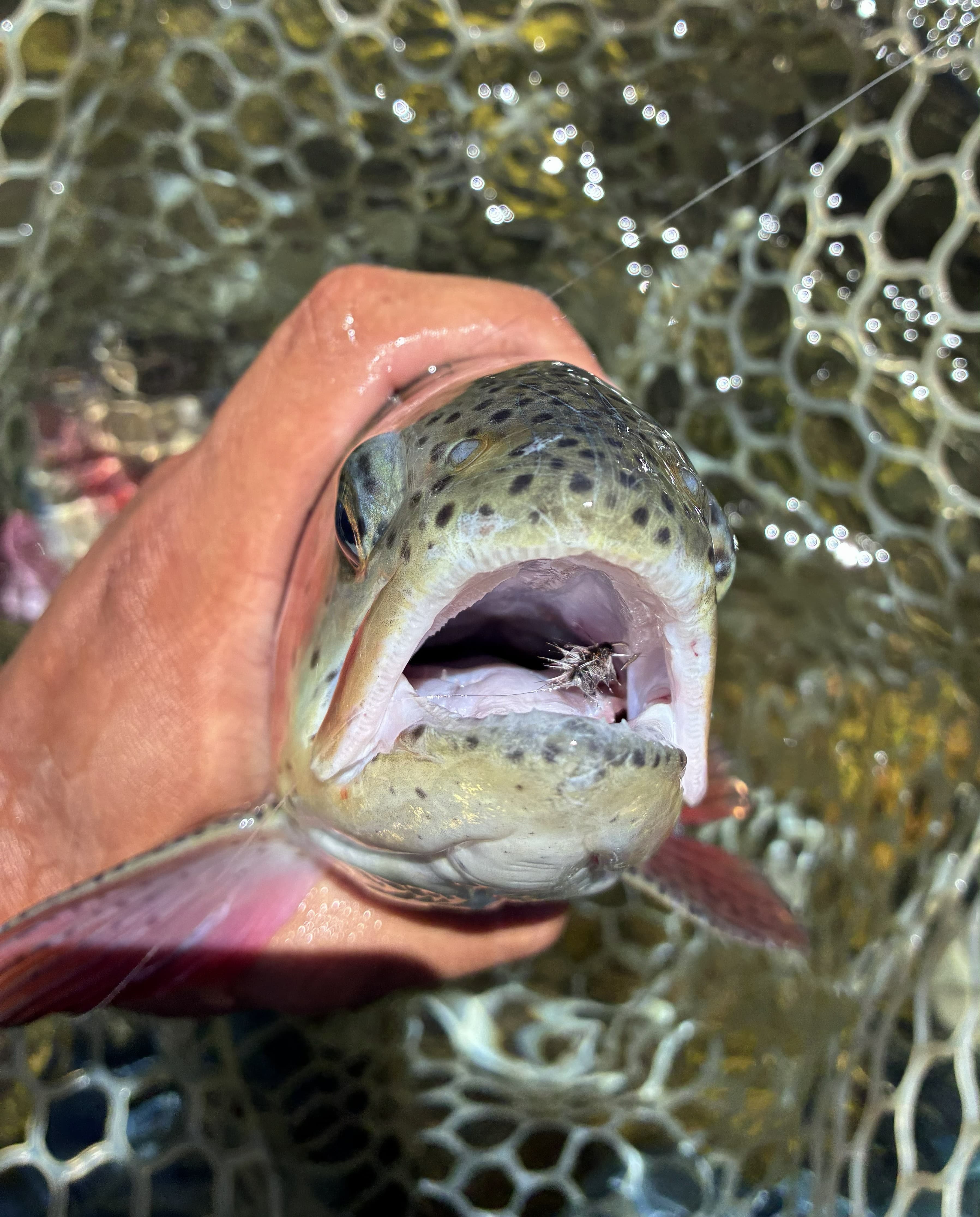 Large trout facing camera with griffiths gnat lodged in top jaw